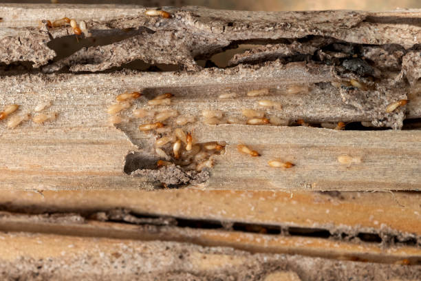 Best Termite Control Services  in Marietta Alderwood, WA